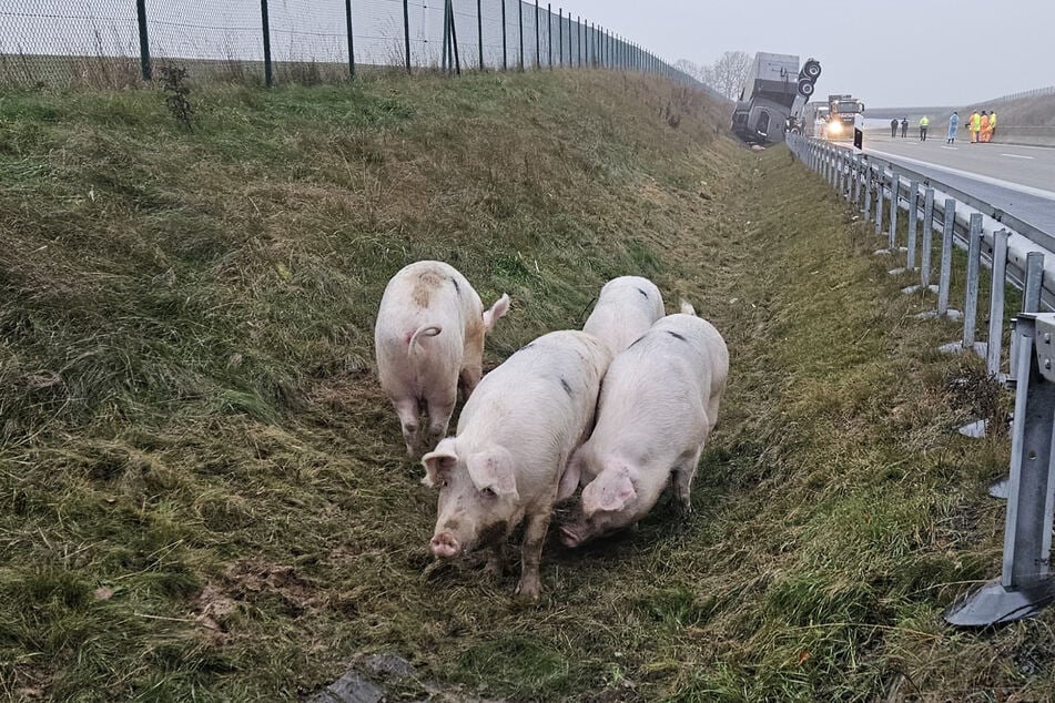 Mehrere Schweine konnten sich aus dem umgestürzten Transportanhänger befreien.