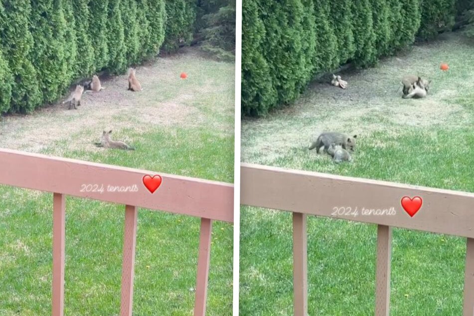 Wie lange die Fuchsfamilien wohl noch in dem Garten bleiben?