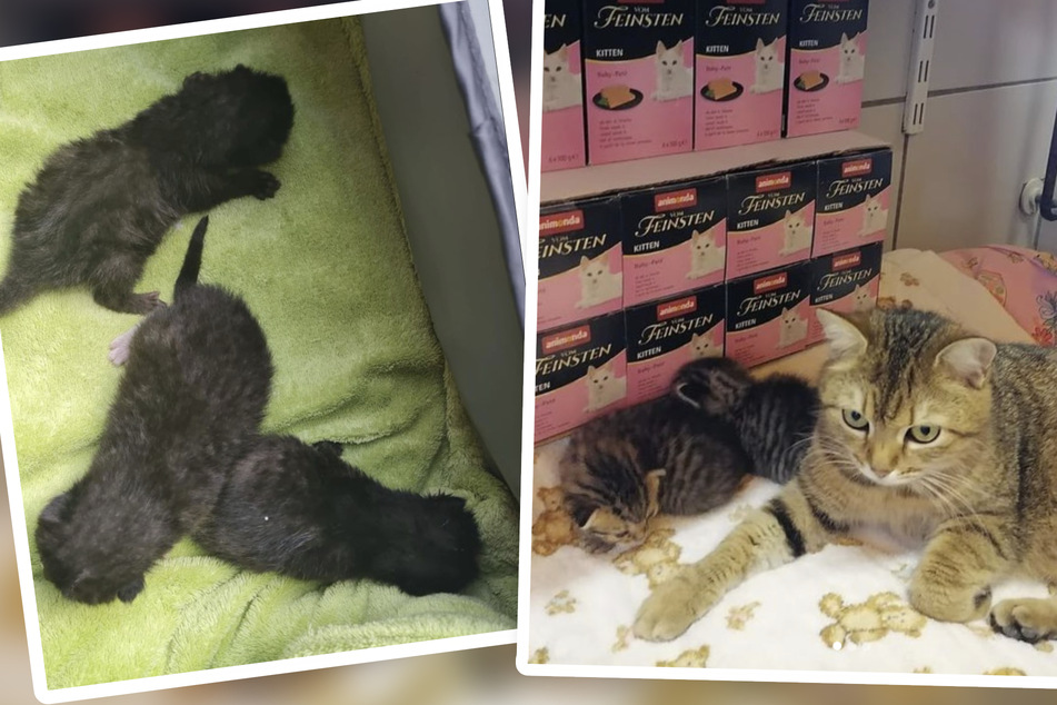 Kitten-Boom im Mai: Sieben ausgesetzte Katzenbabys im Tierheim