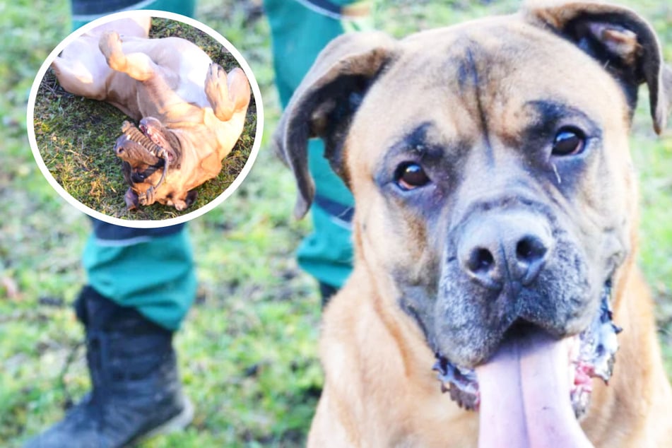 Hund Dobby machte in der Vergangenheit einen Fehler: Bekommt er noch eine Chance?