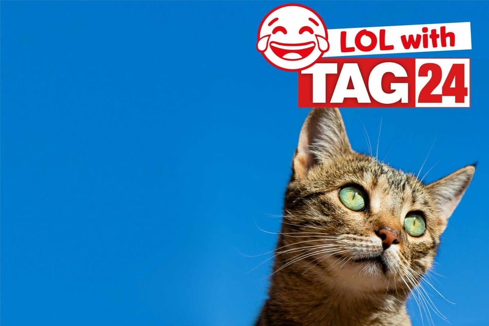 Joke of the Day for April 25, 2026: A silly kitty for Caturday