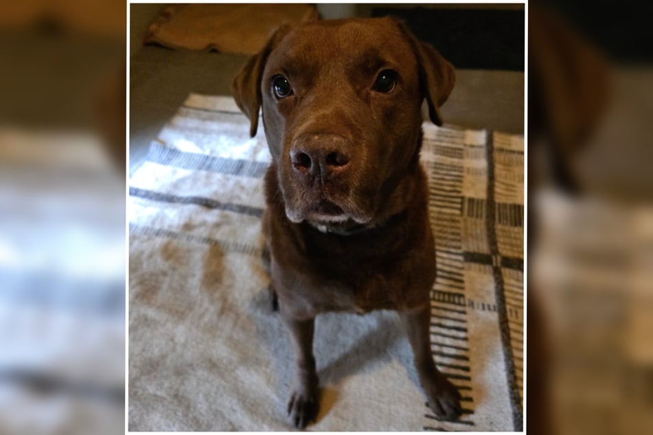Buddy benötigt klare Führung, ansonsten neigt er dazu, seine Menschen unbedingt beschützen zu wollen.
