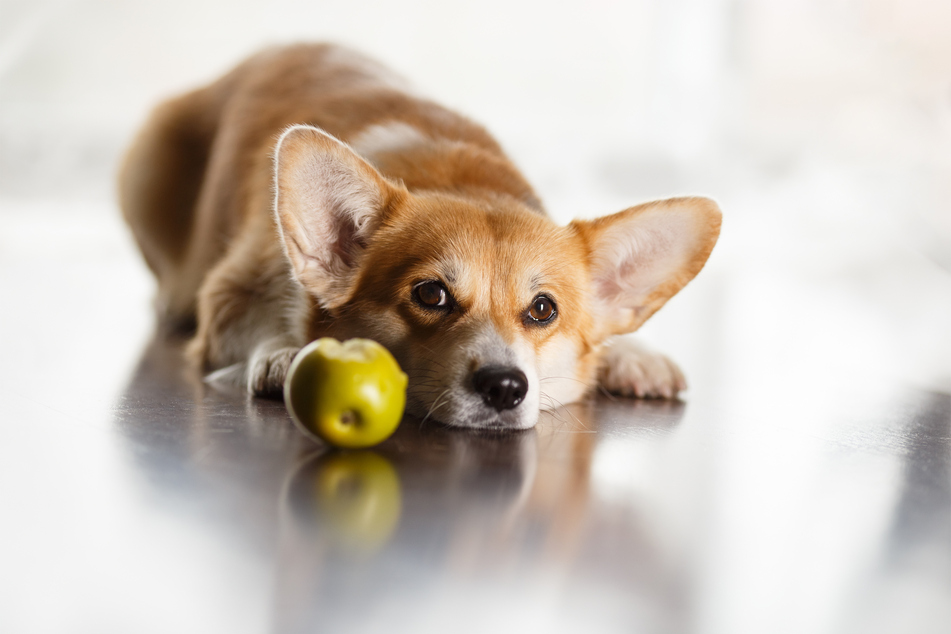 Apples are delicious, but are they okay for dogs?