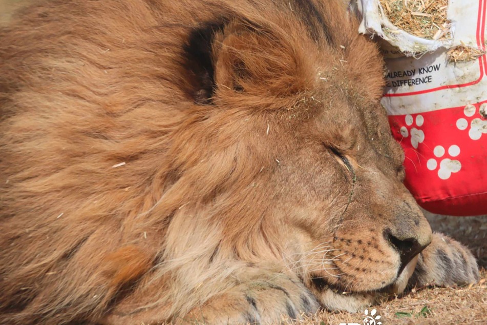 Löwe kehrt nach 5 Jahren in einem Betonkäfig nach Hause zurück, doch dann fließen Tränen