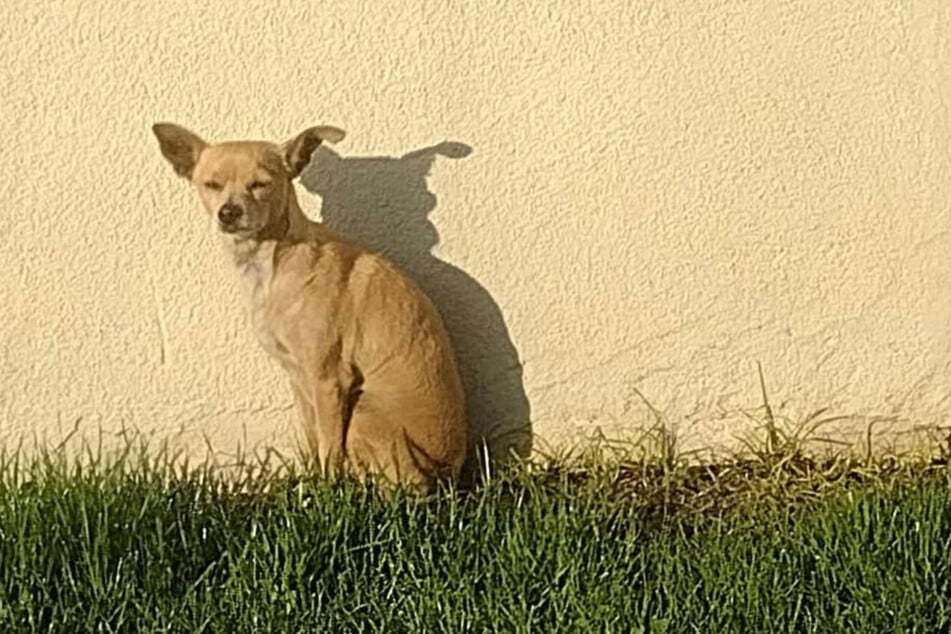 Die Hündin saß allein und verlassen auf dem Grundstück.