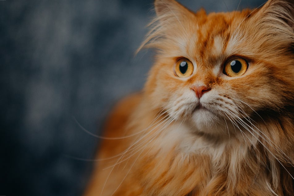 fluffy orange cat