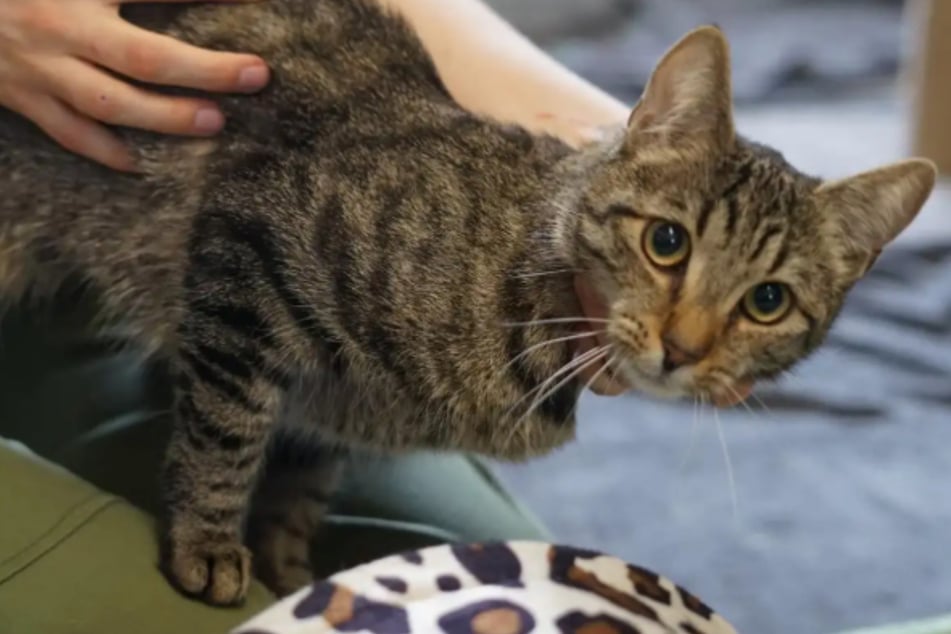 Verspielte Malou sucht liebevolles Zuhause: Wer versteht ihre Katzensprache?