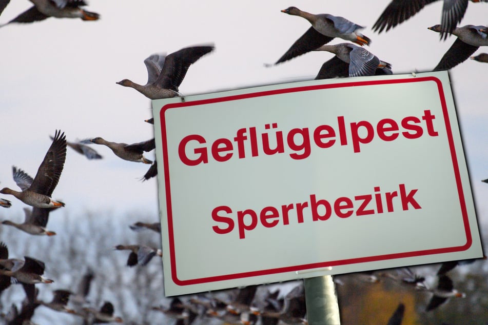 Kommt die Vogelgrippe zurück? Experten fürchten neuen Anstieg