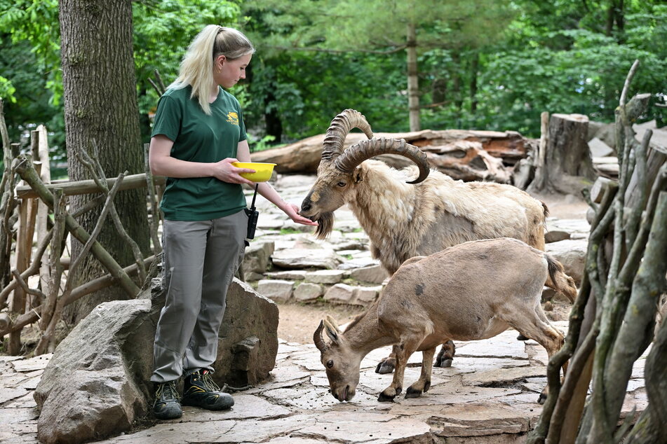 Der Tierpark holt sein Fest zum 60-jährigen Jubiläum am 11. August nach.