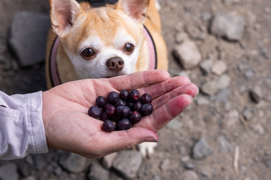 Blaubeeren für Hunde: ein gesunder Snack?