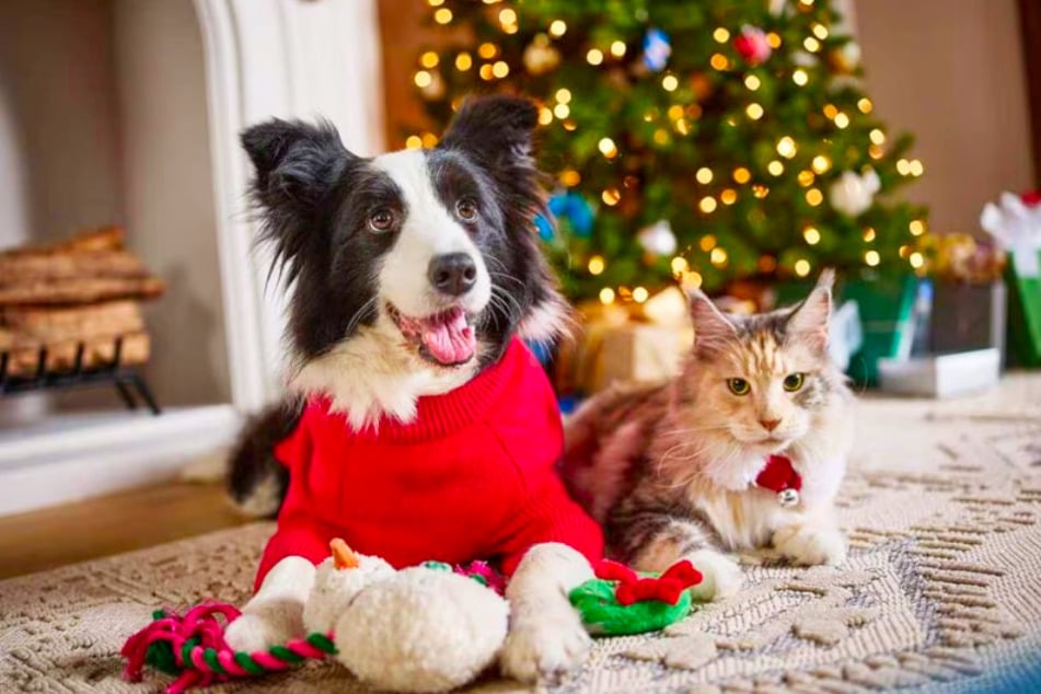 Treat your furry friends to a paws-itively magical holiday with these items