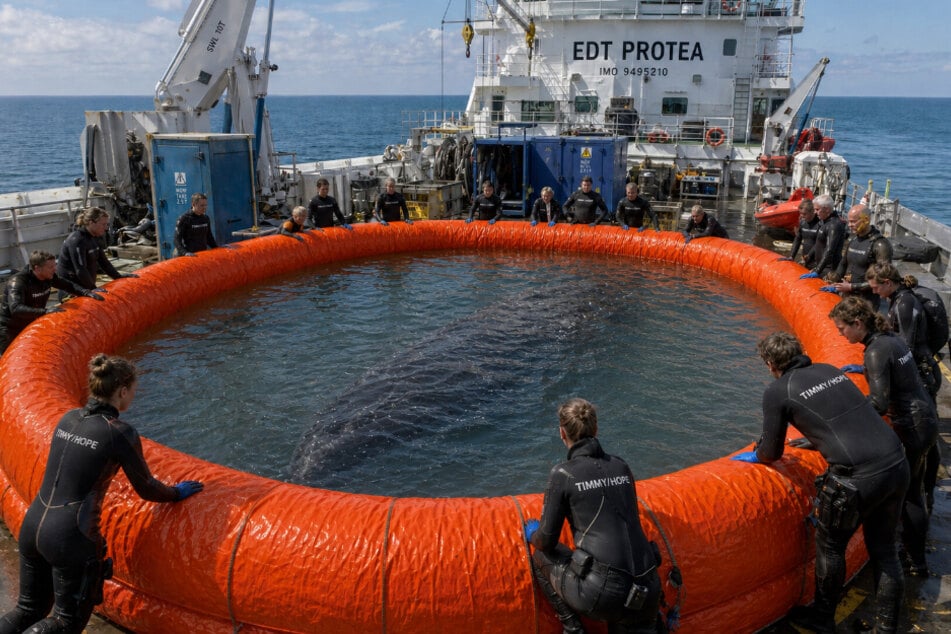 Das Konzept sah vor, "Timmy" in einem Pool auf dem Deck des Schiffes zu transportieren.