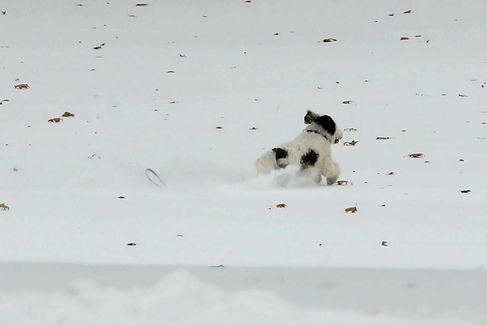 Wenigstens einer hat Spaß: Ein Hund tobt durch die dicke Schneeschicht.