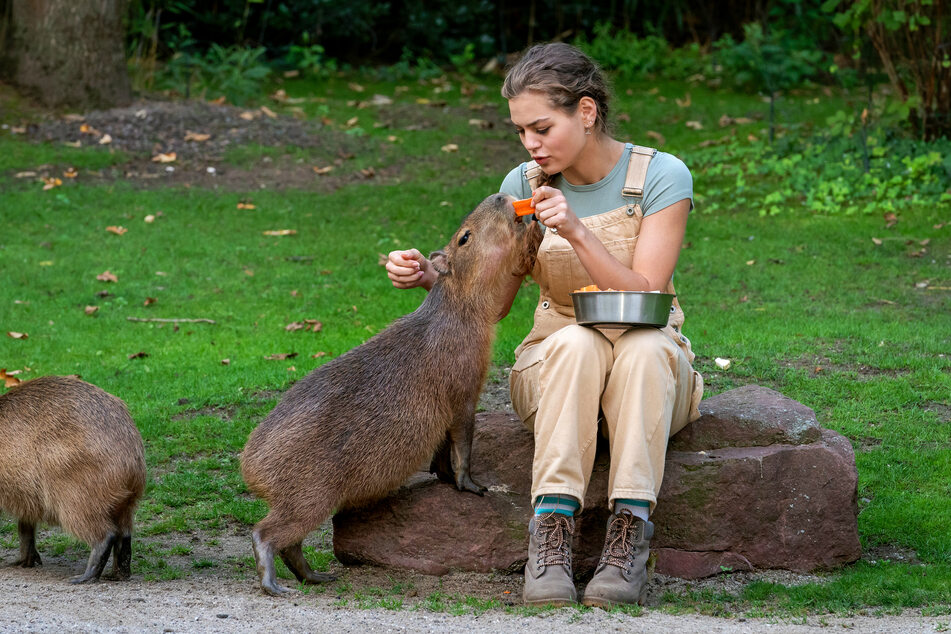 Luisa Mertens bemerkt ein komisches Verhalten bei Capybara-Männchen Toto.