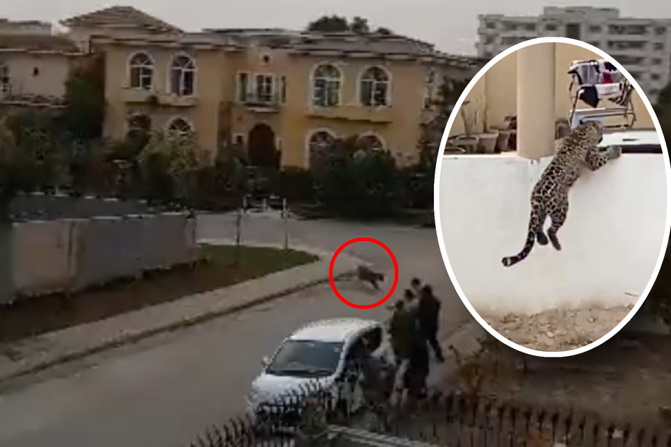 Mitten in der Großstadt: Ein entlaufener Leopard fällt eine Gruppe Fußgänger an, dann entkommt die Raubkatze über eine Mauer.