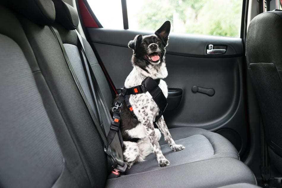 Ist es laut beim Autofahren, kann auch ein Hund schnell unruhig werden.