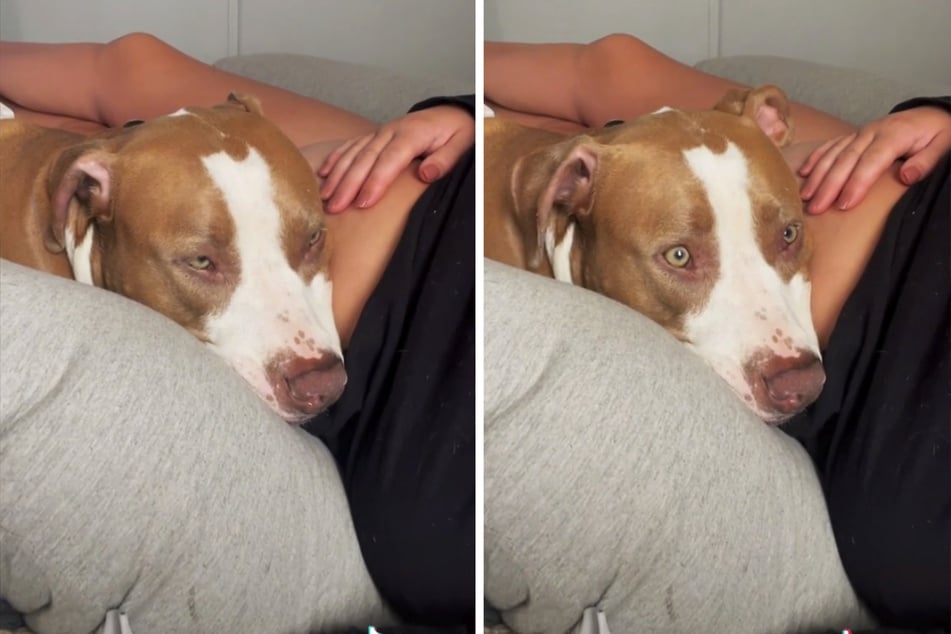 Hund spürt erstmals Tritte im Bauch seines Frauchens und reagiert herzerwärmend