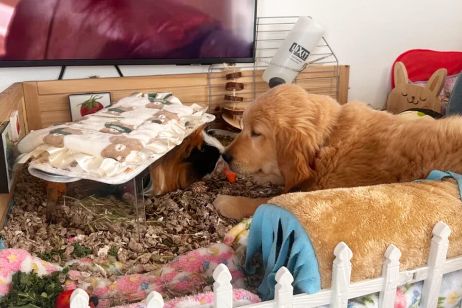 Meerschwein Murphy und der Golden-Retriever-Welpe sind ein Herz und eine Seele.