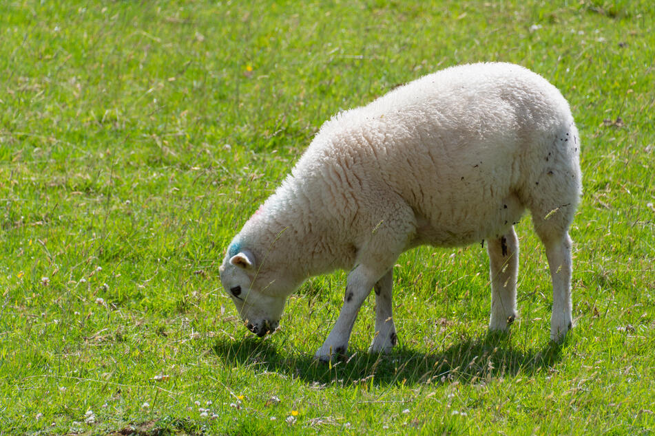 Ein frei laufendes Schaf wurde im unterfränkischen Hendungen von einem Jäger erschossen. (Symbolbild)