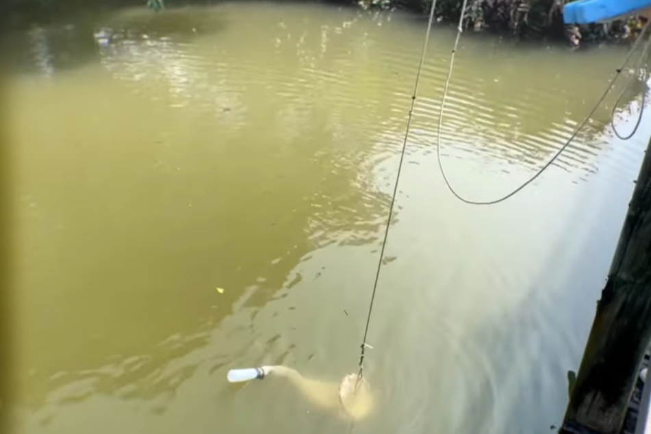 Wissenschaftler werfen Netz in dreckigem Teich aus: Was plötzlich darin schwimmt, hat 24 Augen