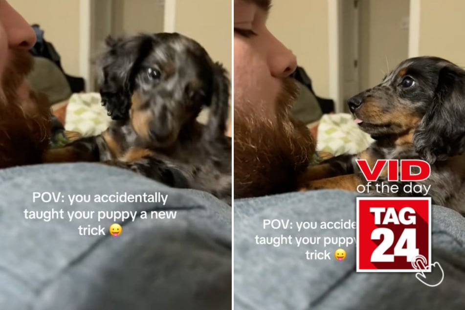 viral videos: Viral Video of the Day for November 28, 2025: Dachshund puppy learns funniest new "trick"