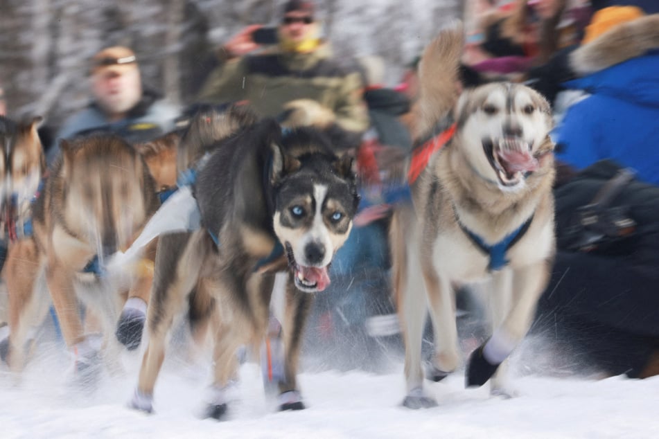 In recent years, dog deaths at Iditarod have sparked outrage and protests from animal rights advocates.
