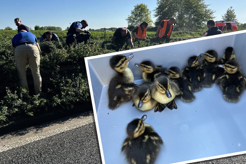 Polizei sperrt Autobahn für Rettung von flauschigen Entenküken