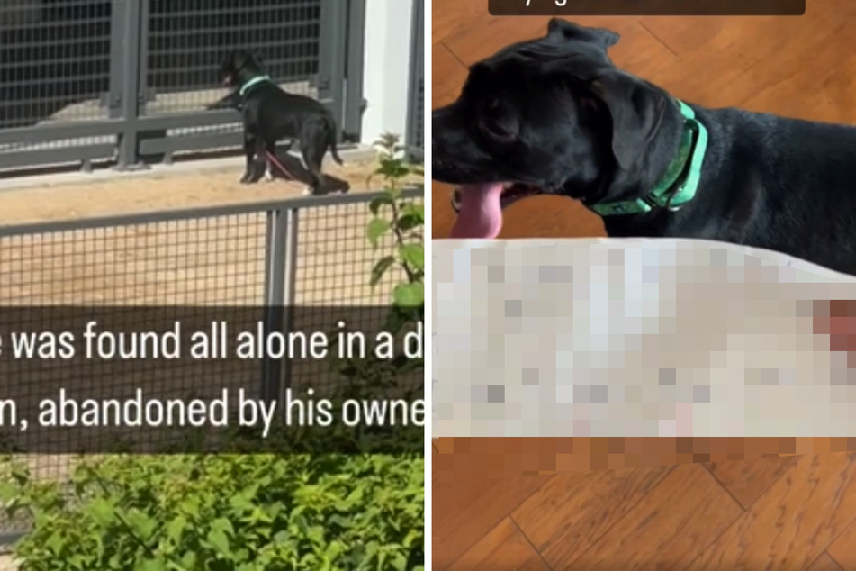 Frau entdeckt ausgesetzten Hund: Dieser Zettel bricht ihr das Herz
