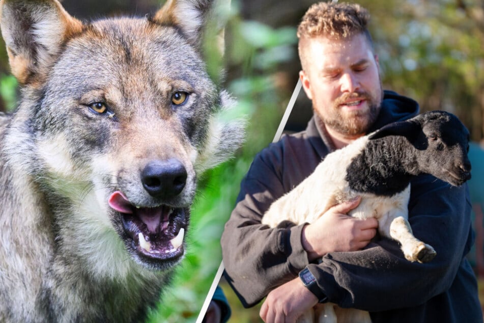 Wolf tötet Lämmer in sächsischem Ort! Schäfer: "Ich dachte, hier passiert nichts"