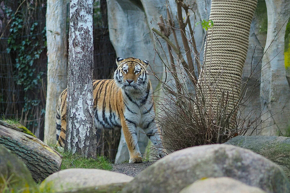 Vorerst belebt nun Tiger-Dame Yushka (5) allein die Anlage. "Wie wir nach diesem erneuten Verlust weitermachen, müssen wir zunächst mit dem zuständigen Europäischen Erhaltungszuchtprogramm klären", sagte Zoodirektor Jörg Junhold.