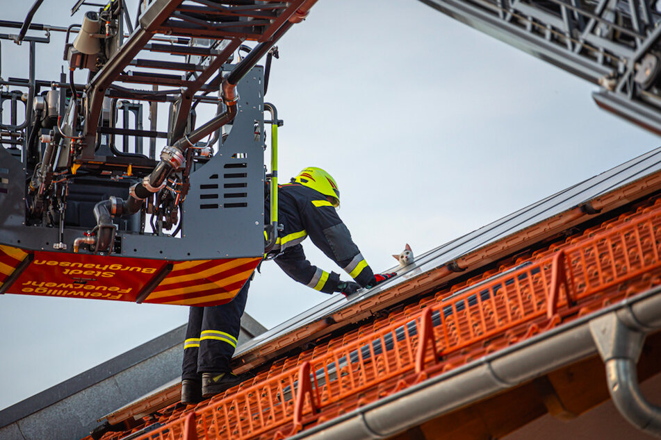 Ein Feuerwehrmann gelangte über eine Drehleiter zum eingeklemmten Kater.