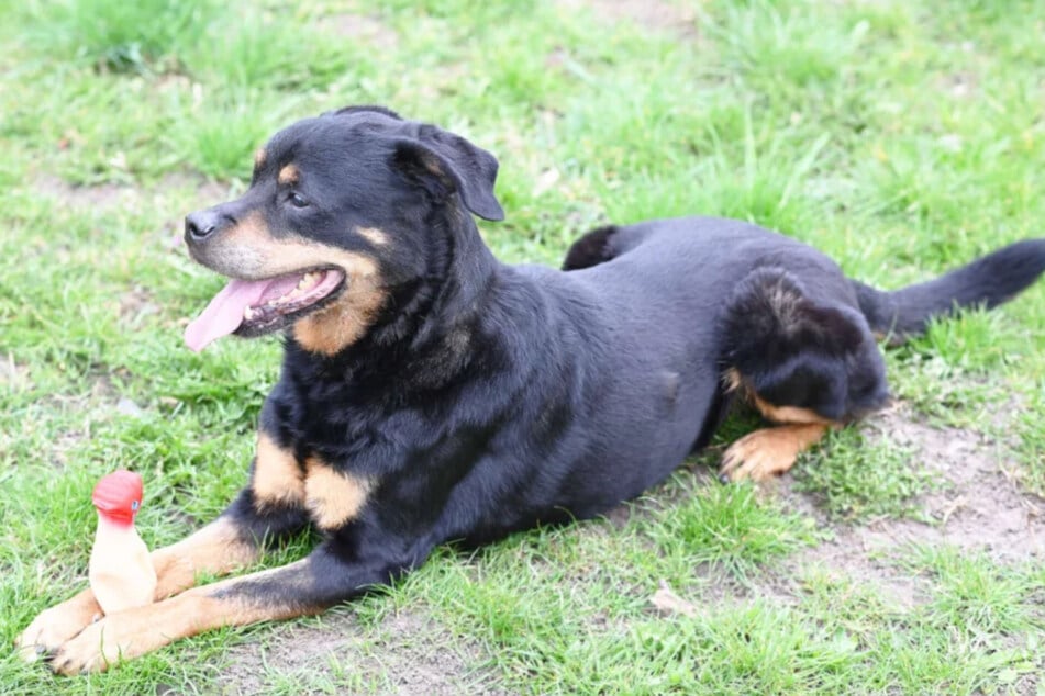 Die Rottweilerin ist immer noch ganz schön verspielt.