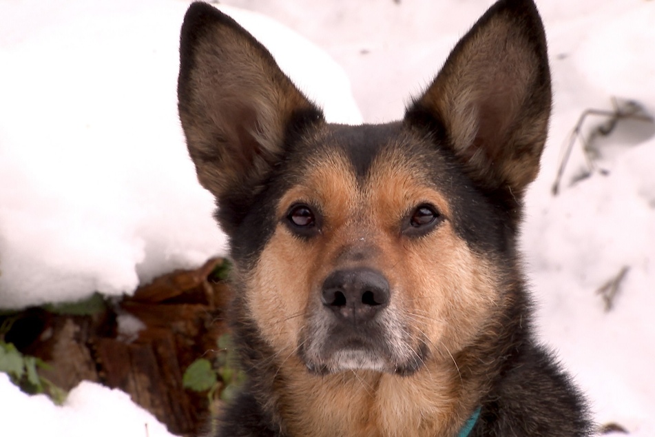 Schäferhundmischling Fritz wurde stundenlang alleine in einer Wohnung gehalten. Nun sucht der Vierbeiner neue Besitzer.