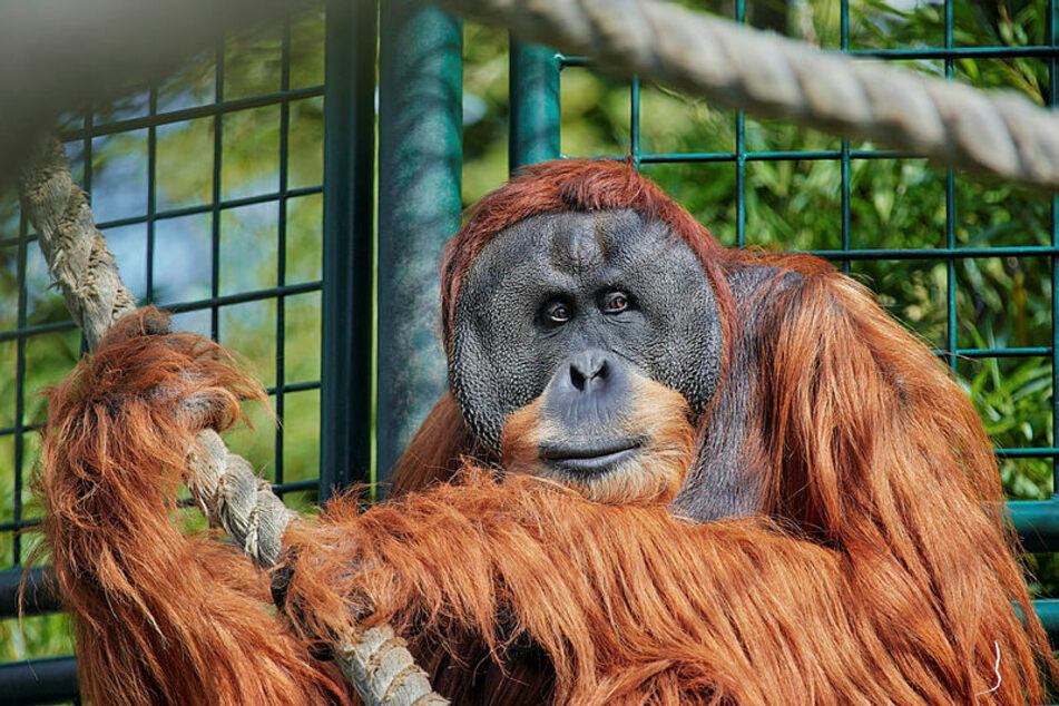 Ortstermin am 13. Dezember 2021: Orang-Utan-Männchen Toni sitzt in seinem Gehege im Zoo Dresden und feiert seinen 30. Geburtstag.