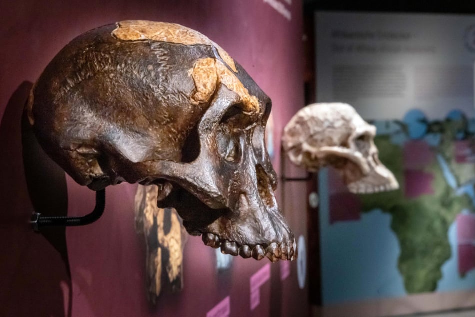 Eine farbenfrohe Schau über die Wurzeln unseres Menschseins.