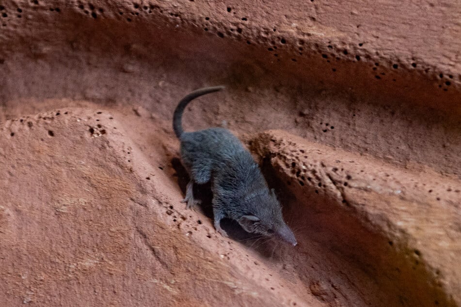 Die Etrusker Spitzmaus muss auch mitgezählt werden.