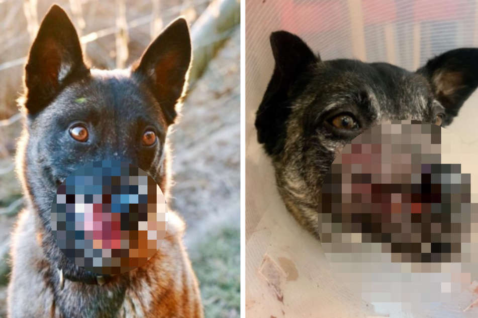 Gesicht von Hund grausam entstellt, trotzdem begeistert er Tausende