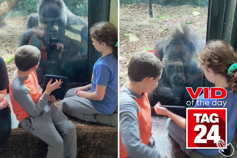 Today's Viral Video of the Day features the heartwarming moment when a gorilla joins in to watch an iPad video with a pair of kids!
