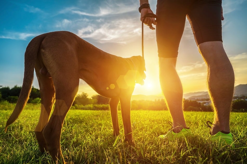 Die frühen Morgen- und späten Abendstunden eignen sich im Sommer am besten für Spaziergänge mit Hund.