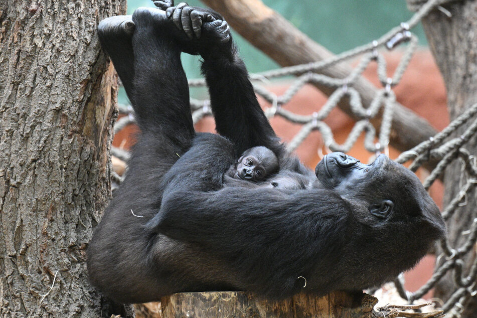 Gorilla-Weibchen Duni (10) auf Schmusekurs mit ihrem Nachwuchs.
