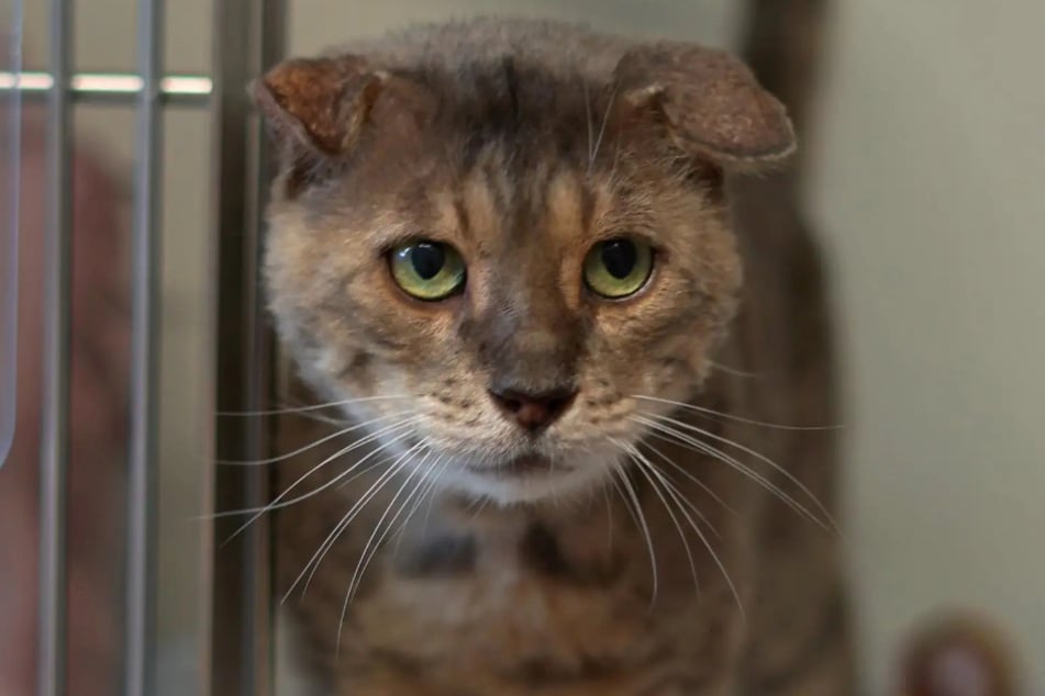 Kater Leo aus dem Hamburger Tierheim ist auf der Suche nach einem liebevollen Zuhause.