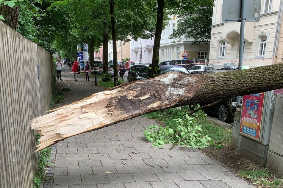 Direkt am Stamm ist ein Teil des Baumes abgebrochen und auf den Gehweg und die Ruffinistraße gefallen.