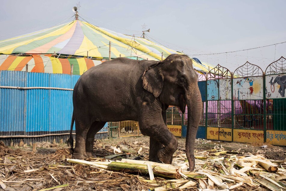 An elephant named Shundori stands in front of a circus in Dinajpur, Bangladesh.