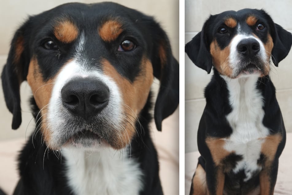 Schronisko dla zwierząt „Wau-Mau-Insula” w Kassel poszukuje dla futrzanego przyjaciela stałego domu.