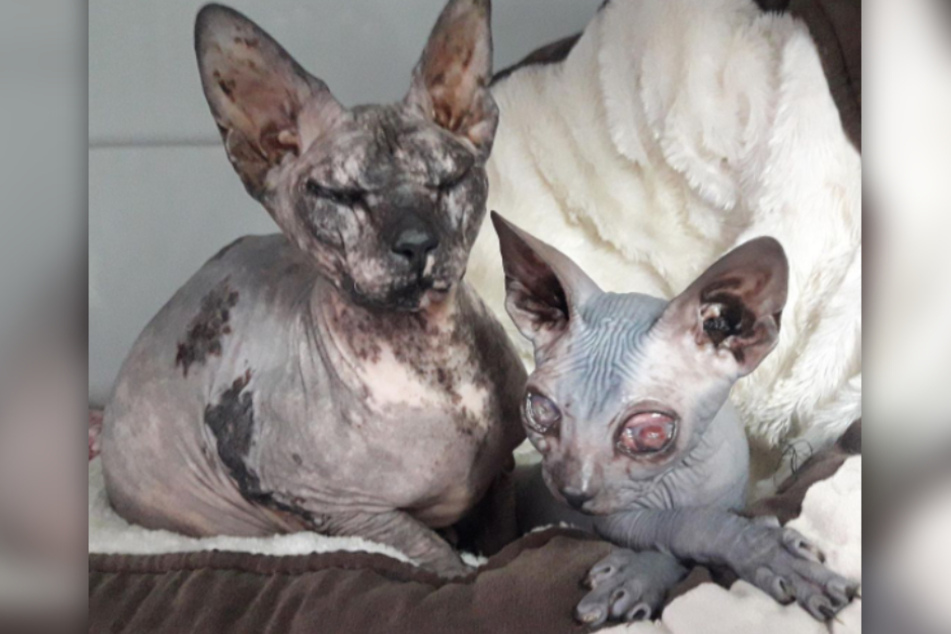 Das Tierheim Bergheim hat zwei Katzen aufgenommen, die in schlimmer gesundheitlicher Verfassung sind.