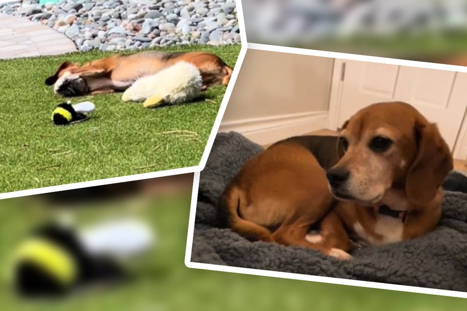 Dog rescued from animal testing lab finally dares to play!