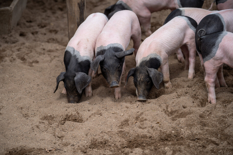 Besucher können die Schweine auf dem Clemenshof besuchen. Dort leben insgesamt elf verschiedene Haustierarten.