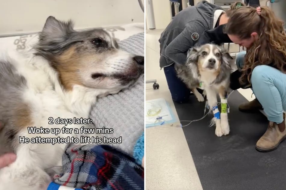 O dva dny po incidentu byl Remi stále slabý a sotva mohl chodit.