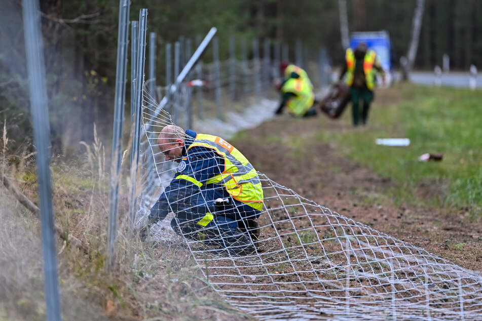 Der Schutzzaun an der polnischen Grenze ist jetzt geschlossen. Er soll verhindern, dass infizierte Wildschweine von Polen nach Sachsen wechseln.