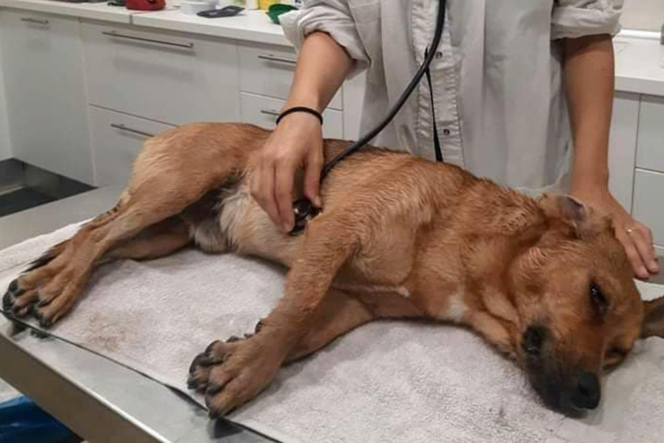 Tierschützer sind entsetzt, als sie herausfinden, was diesem Hund angetan wurde
